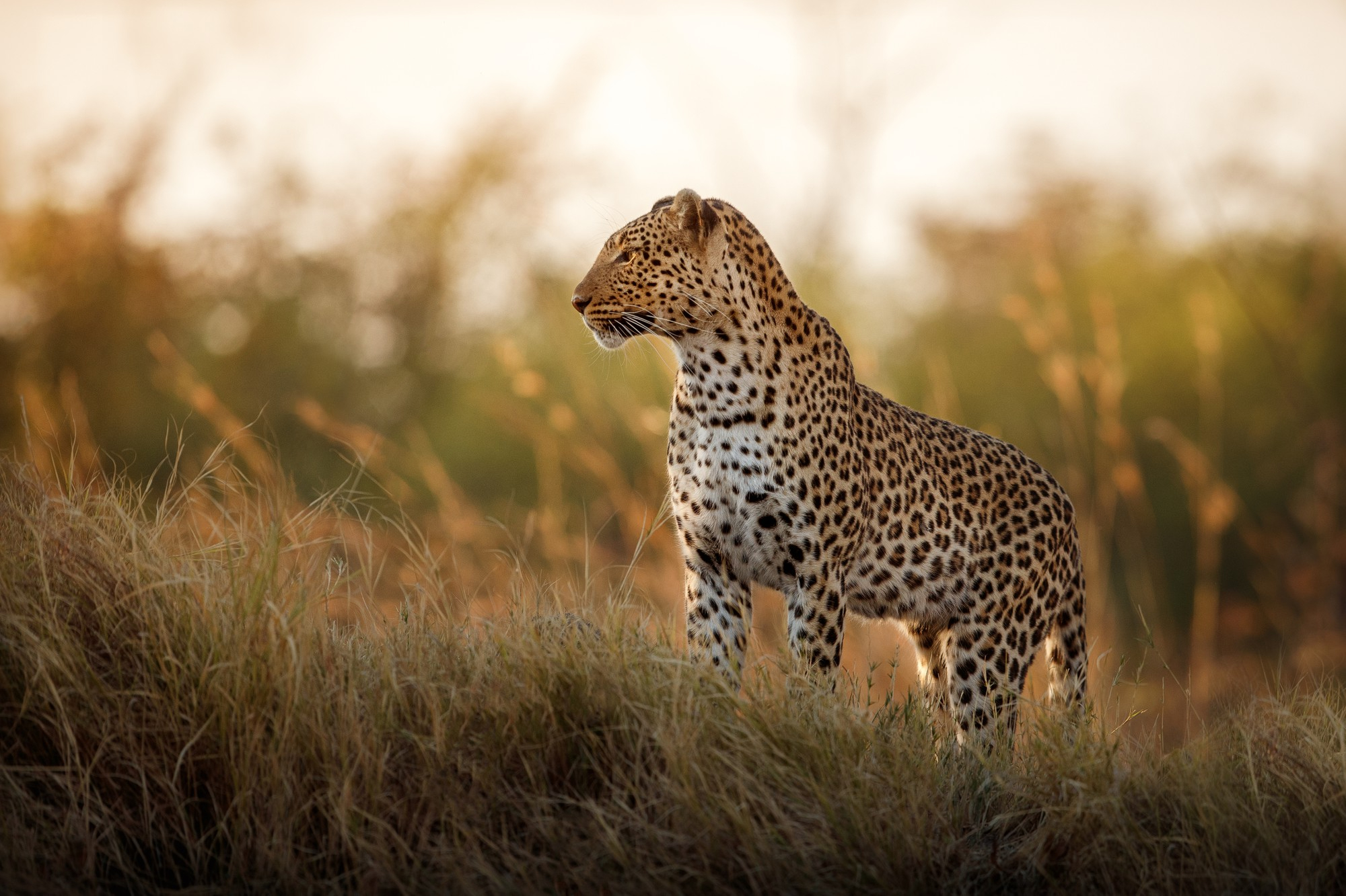 Leopard