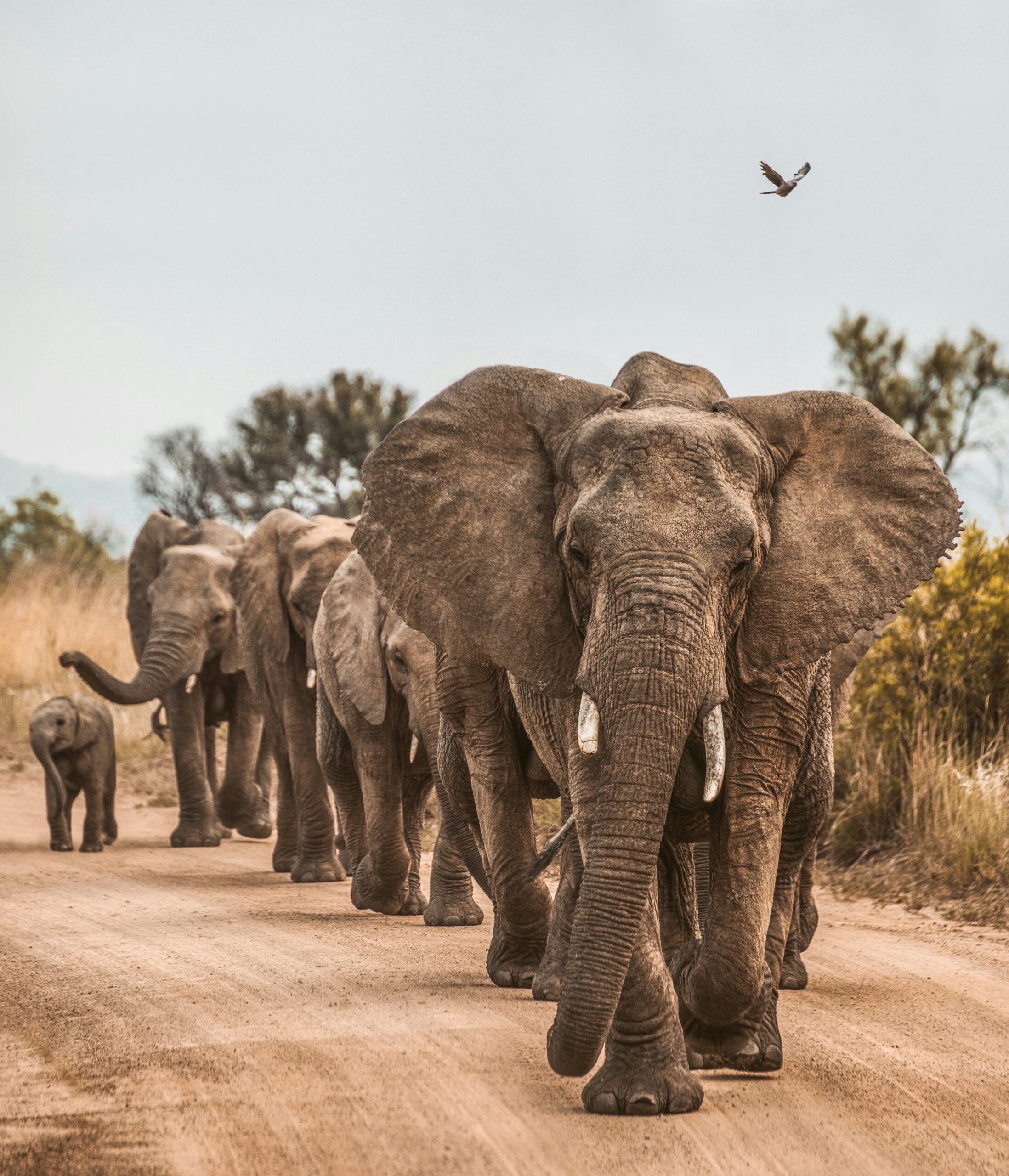 Group of elephants