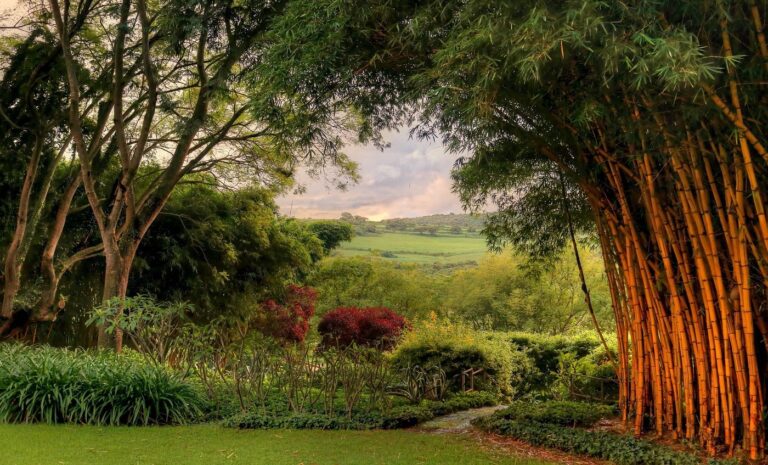 the plantation lodge 1