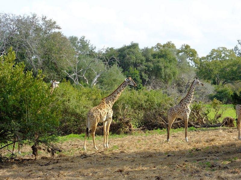 giraffe-in-selous