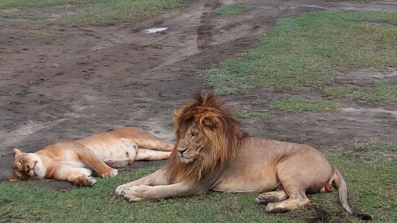 king-of-jungle-relaxing