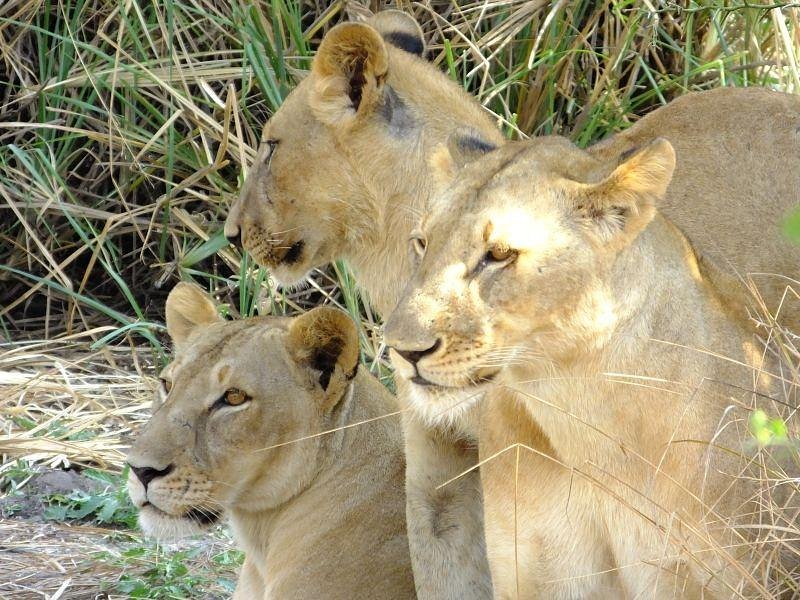 pride-of-lion-in-selous
