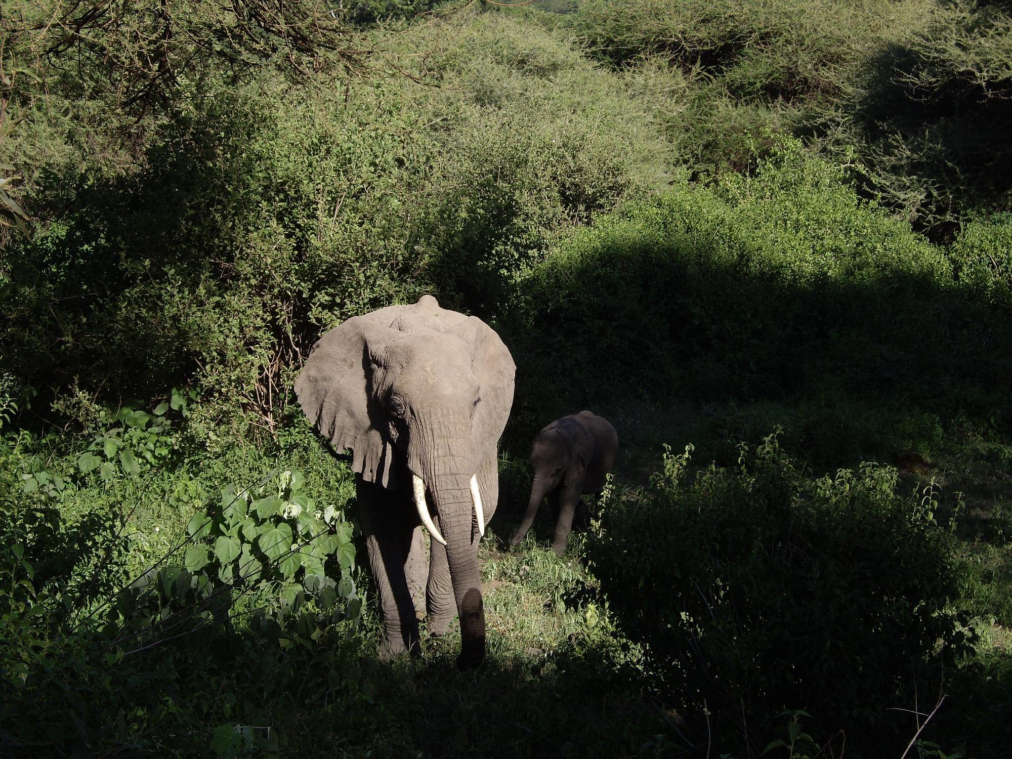 ruaha-national-park (1)