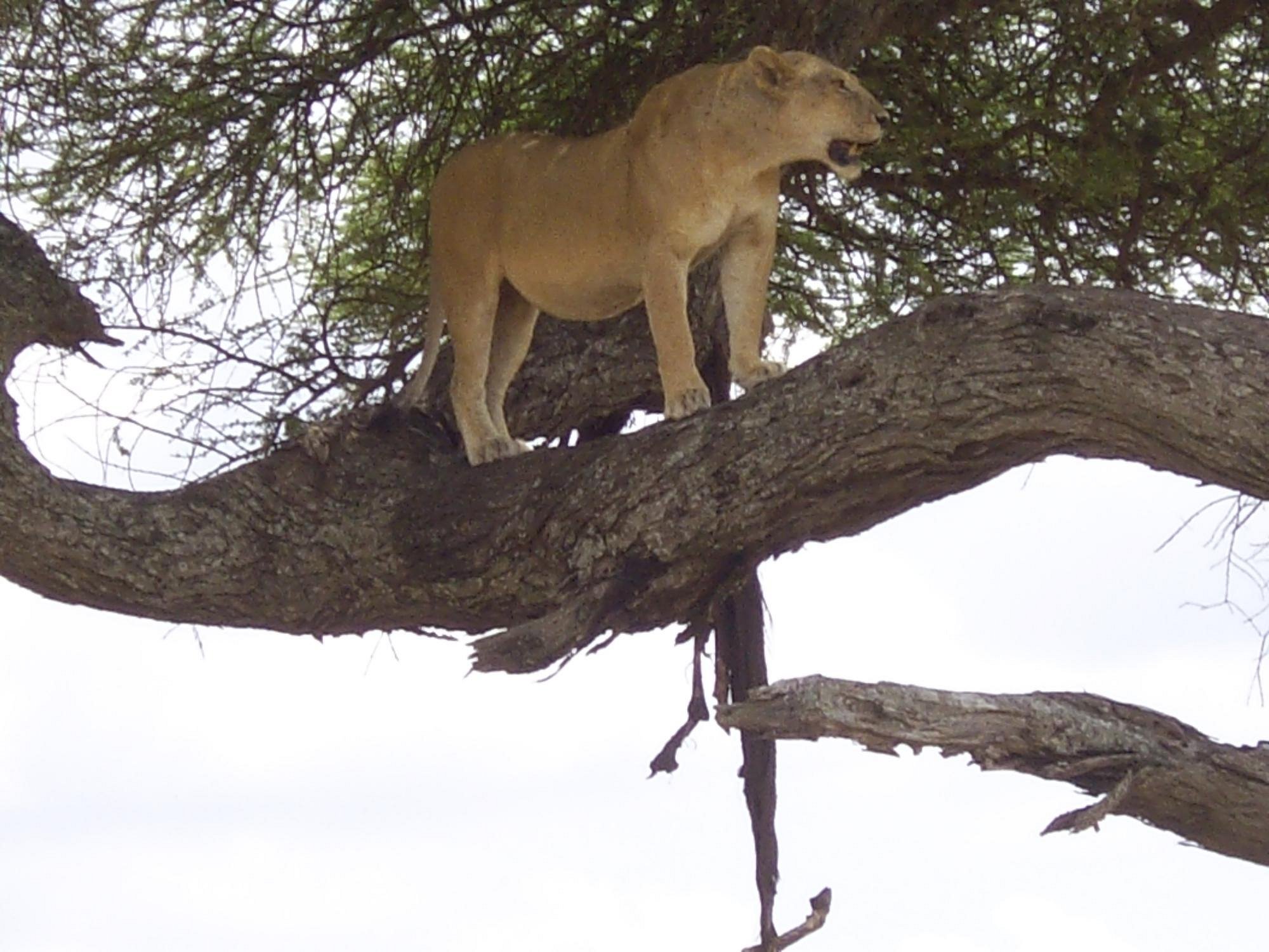 ruaha-national-park (2)