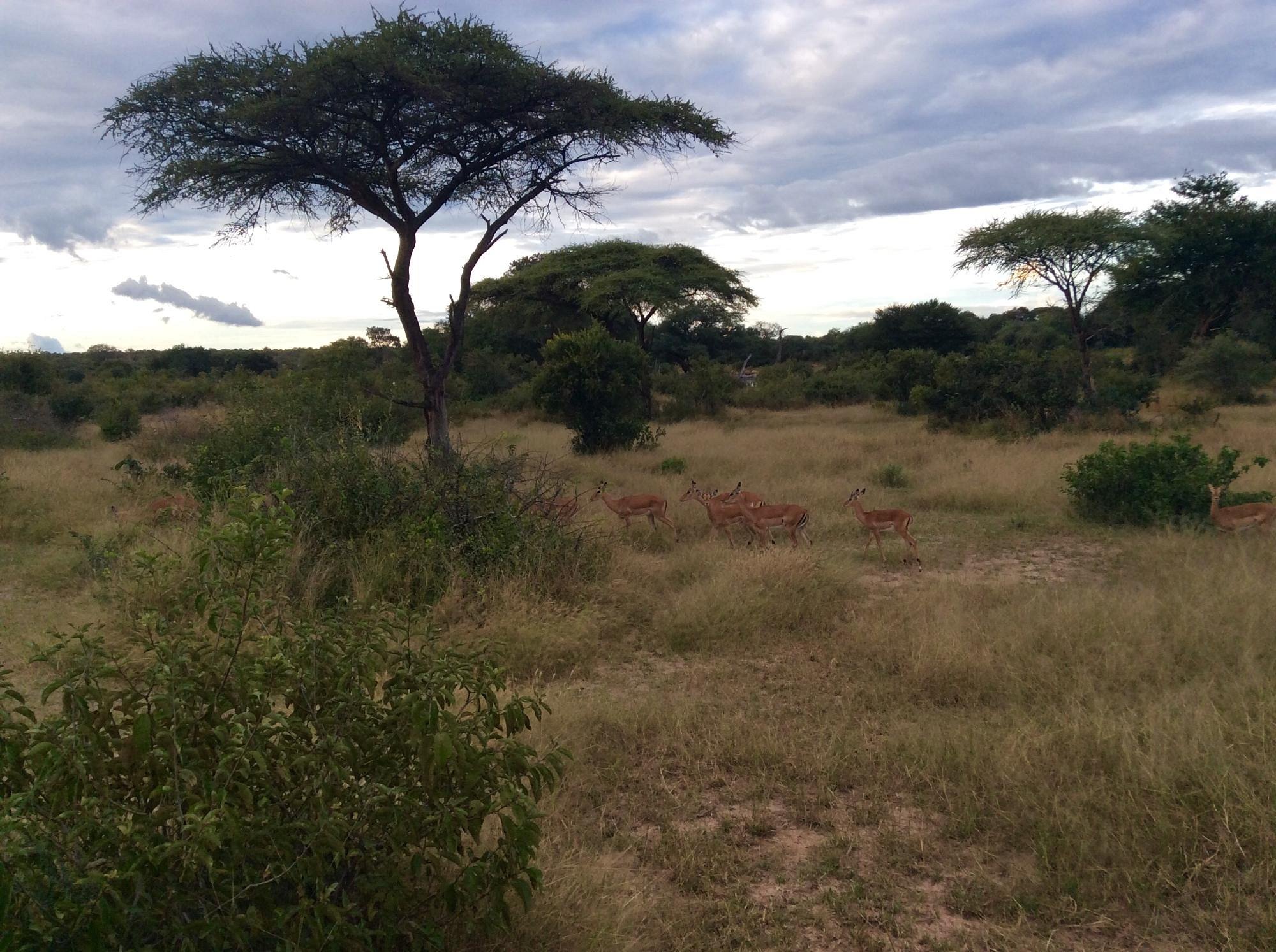 ruaha-national-park (6)
