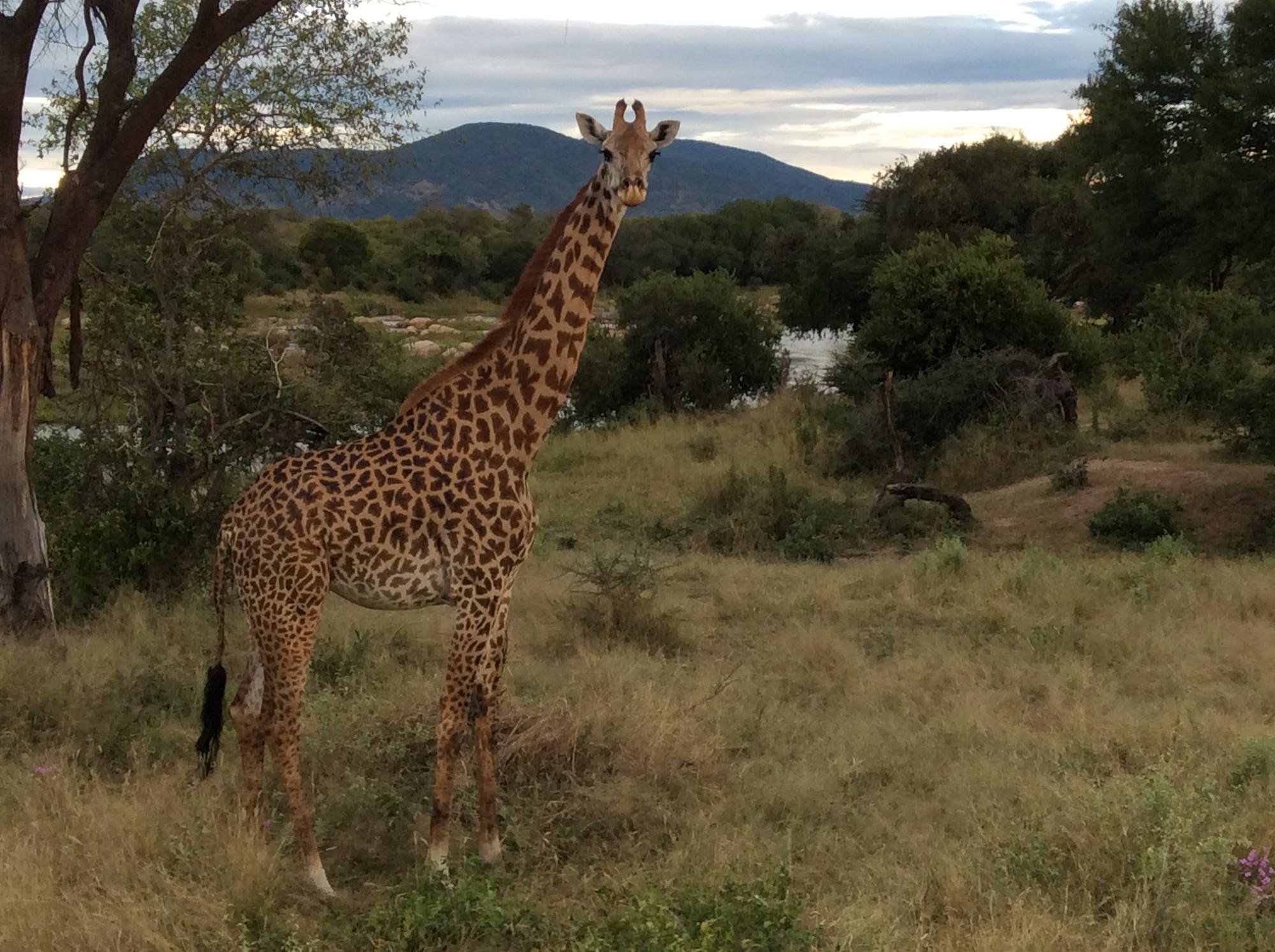 ruaha-national-park (7)