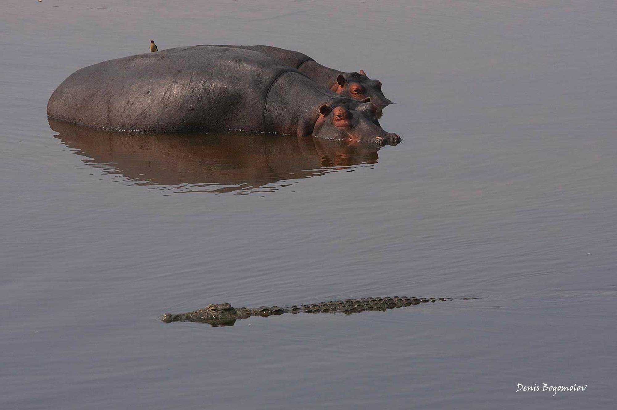 ruaha-national-park (9)