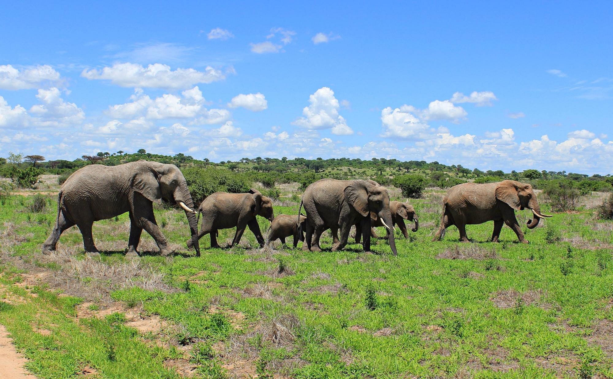 ruaha-national-park