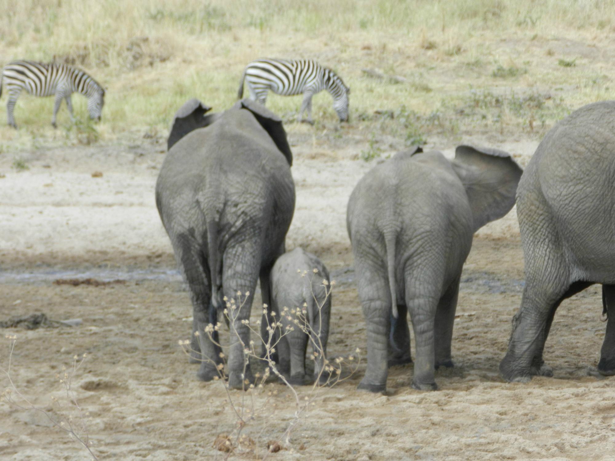 selous-game-reserve (1)