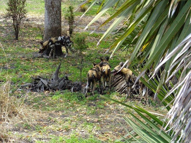 wild-dog-painted-dog